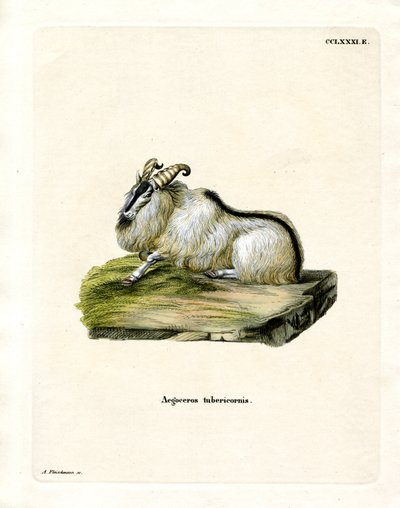 Himalayan Thar (színes metszet) alkotó: German School