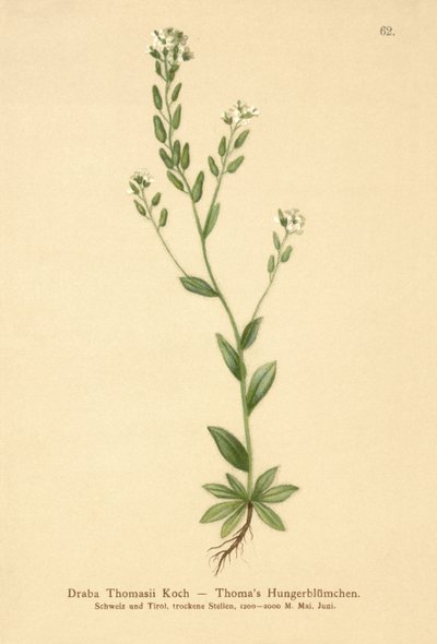 Hoary Whitlow-fű (Draba Thomasii) alkotó: German School