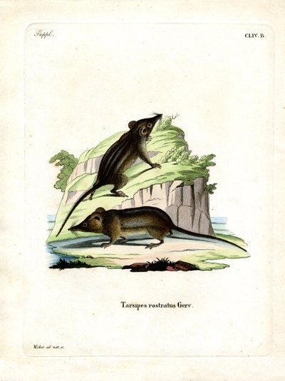 Honey Possum (színes metszet) alkotó: German School
