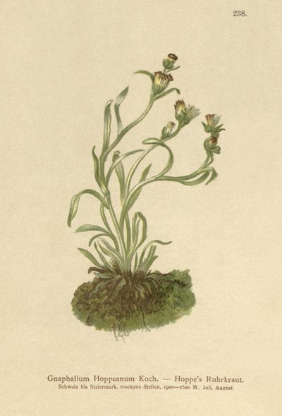 Coppweed Hoppes (Gnaphalium Hoppeanum, Omalotheca hoppeana) alkotó: German School