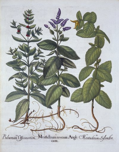 Lómenta és fodormenta, a Hortus Eystettensisből, Basil Besler (1561-1629), pub. 1613 (kézzel színezett metszet) alkotó: German School