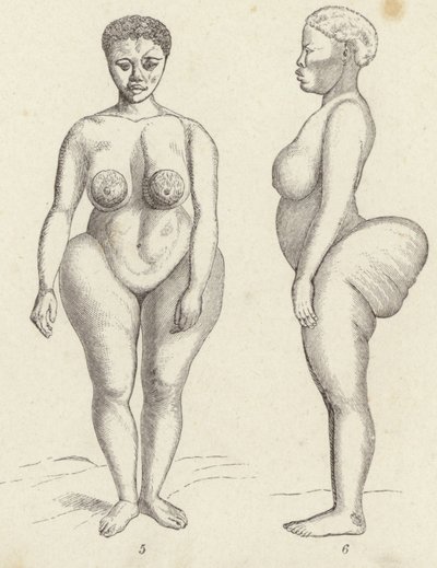 Hottentot Vénusz (metszet) alkotó: German School
