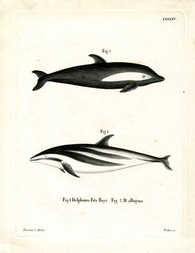 Homokóra delfin (színes metszet) alkotó: German School