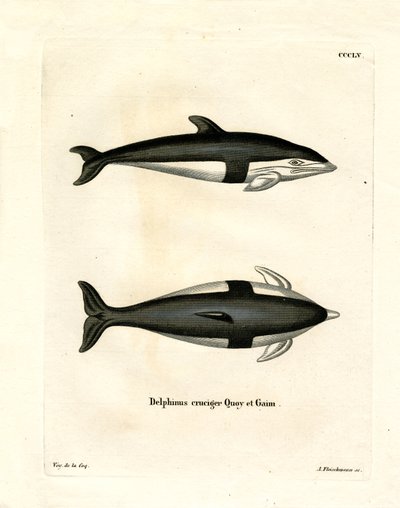 Homokóra delfin (színes metszet) alkotó: German School