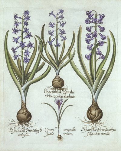 Jácint és őszi sáfrány, a Hortus Eystettensisből, Basil Besler (1561-1629), pub. 1613 (kézzel színezett metszet) alkotó: German School