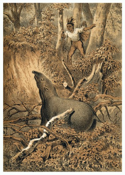 Illusztráció, indiai vadász tapír Amazonas erdőben. In "" De Bootslieden der Amazon-River", Karl Muller, Hollandia alkotó: German School