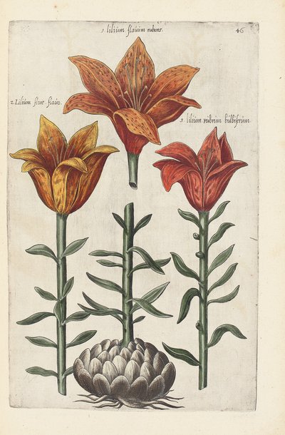 Illusztráció a "Florilegium ... különböző virágok és más indexnövények kezelése élénken két részből és négy nyelven elrendezettként" alkotó: German School