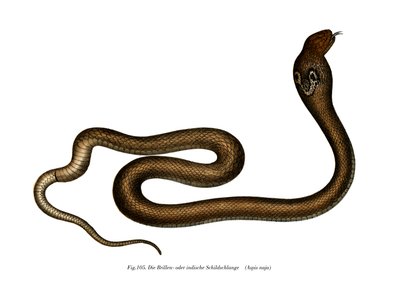 indiai kobra (színes litho) alkotó: German School