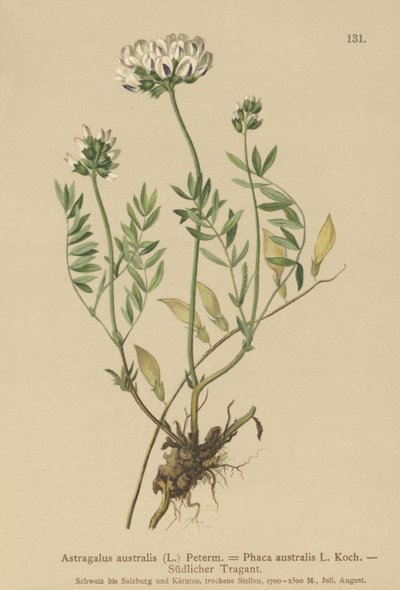 Indiai tejbogyó (Astragalus australis, Astragalus aboriginum, Phaca australis) alkotó: German School