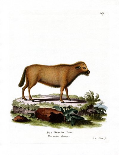 Indian Water Buffalo (színes metszet) alkotó: German School