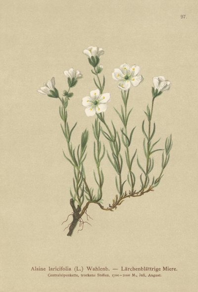 Belső alpesi homokfű (Alsine laricifolia, Minuartia laricifolia, Arenaria laricifolia) alkotó: German School
