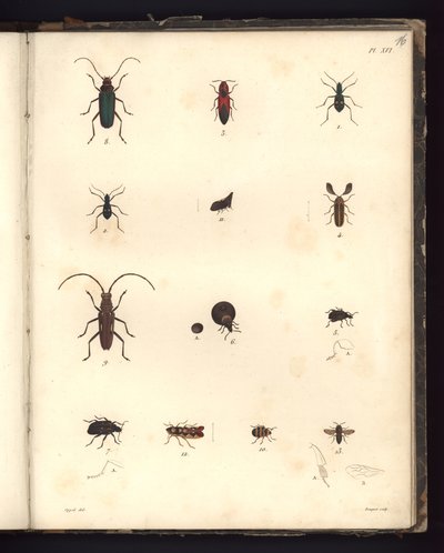 Insecta, Pl. XVI, illusztráció a zoológiai és összehasonlító anatómiai megfigyelések kompendiumából, készült az Atlanti-óceánon, az új kontinens belsejében és a Déli-tengeren a 179-es években alkotó: German School