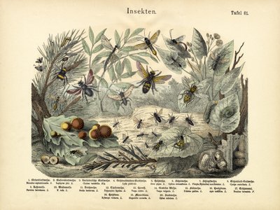 Rovarok, 1860 körül alkotó: German School