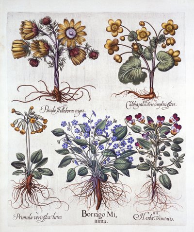 Ipheion Rolf Fiedler tavaszi csillagvirág, Marsh Marigold, Pseudo Helleborus, Viola Tricolor és Cowslip, Hortus Eystettensistől, Basil Besler (1561-1629), pub. 1613 (kézzel színezett metszet) alkotó: German School