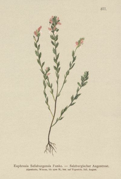 Irish Eyebright (Euphasia Salisburgensis) alkotó: German School