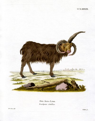 Jacob Sheep (színes metszet) alkotó: German School