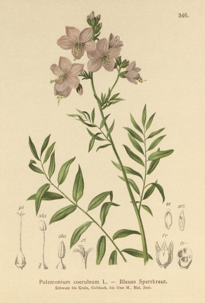 Jacobs létra (Polemonium coeruleum, Polemonium blue) alkotó: German School