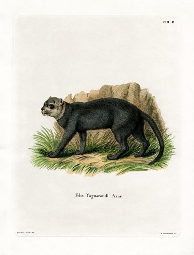 Jaguarandi (Kabured-metszet) alkotó: German School