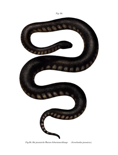 Java File Snake (színes litho) alkotó: German School