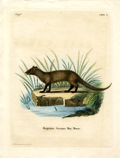 Javan Mongoose (színes metszet) alkotó: German School