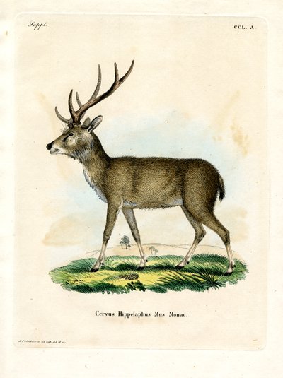 Java Rusa (színes metszet) alkotó: German School