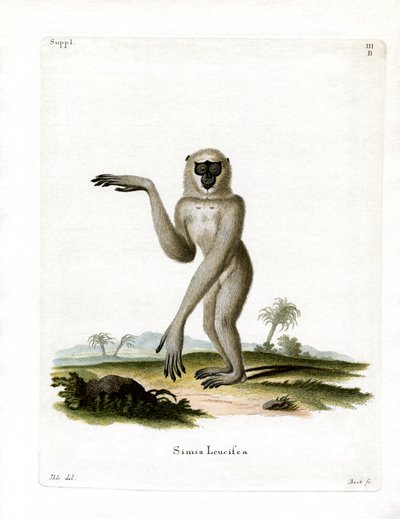 Java Silvery Gibbon (színes metszet) alkotó: German School