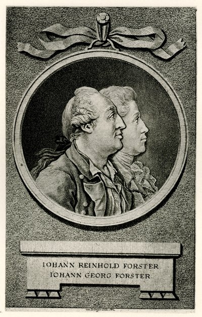 Johann Georg Forster alkotó: German School