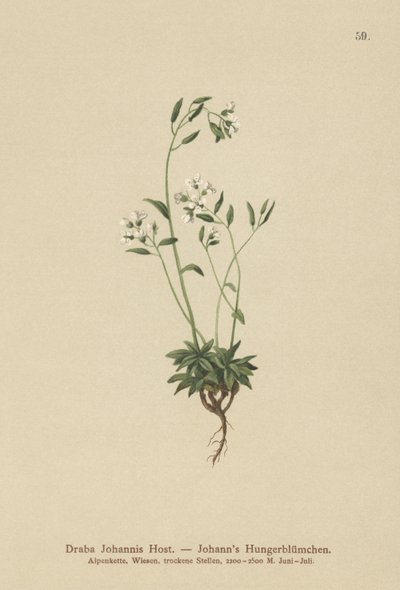 Johns Whitlow-grass (Draba Johannis) alkotó: German School