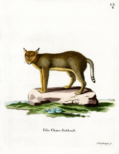Jungle Cat (színes metszet) alkotó: German School
