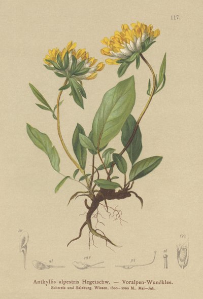 Vesebükköny (Anthyllis alpestris, Anthyllis vulneraria var. alpestris) alkotó: German School