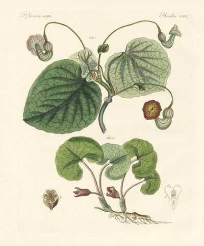 Az aristolochia növények fajtái (színes metszet) alkotó: German School