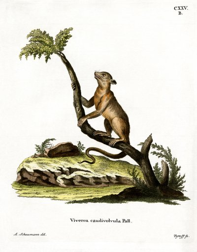 Kinkajou (színes metszet) alkotó: German School