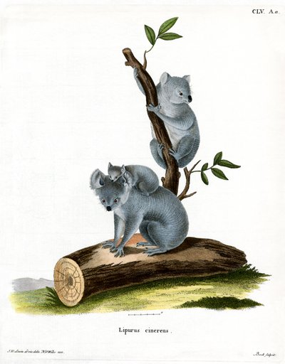 Koala (színes metszet) alkotó: German School