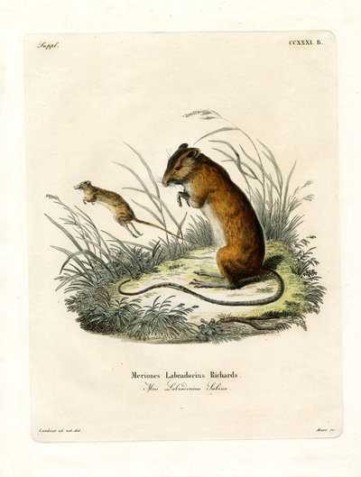Labrador Jumping Mouse (színes metszet) alkotó: German School