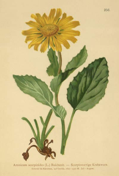 Nagyvirágú leopárd (Aronicum scorpioides, Doronicum grandiflorum) alkotó: German School