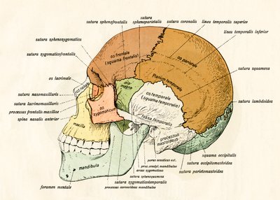 Az emberi koponya csontjainak oldalsó diagramja alkotó: German School