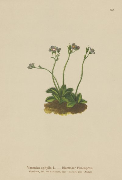 Lombtalan szárú Speedwell (Veronica aphylla) alkotó: German School