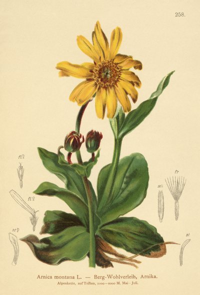 Leopárdok (Arnica montana) alkotó: German School