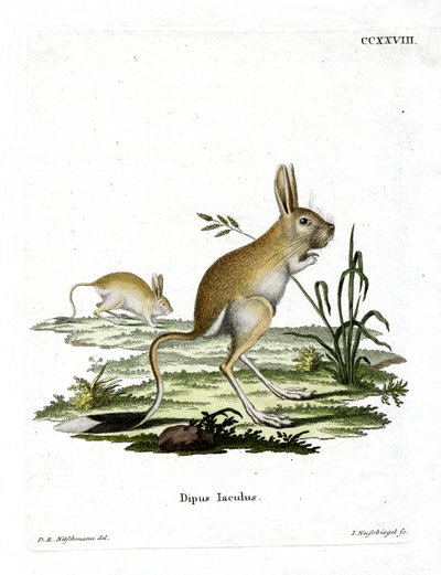 Kis egyiptomi jerboa (színes metszet) alkotó: German School