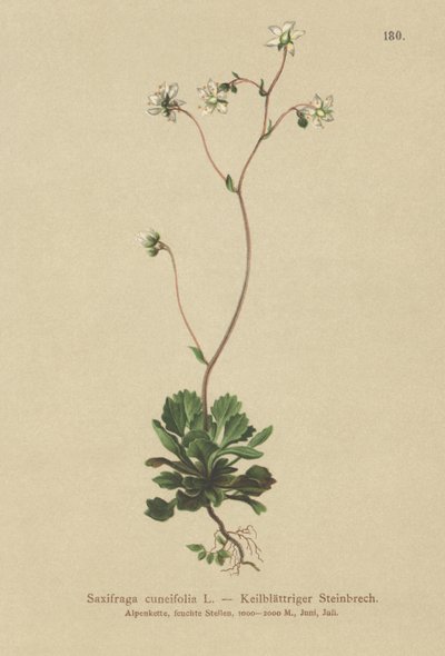 Kis-Londoni büszkeség (Saxifraga cuneifolia) alkotó: German School