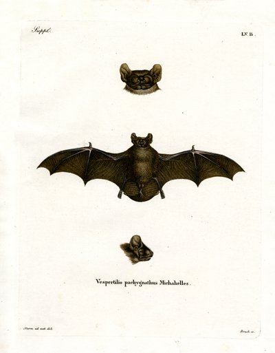 Lesser Noctule Bat (színes metszet) alkotó: German School