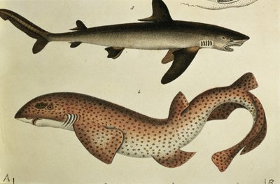 Lesser Spotted Dogfish, Pl. 93 from "Natural History and Illustration of Fish", H.R. Schinz, 1836 alkotó: German School