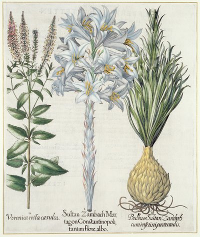 Liliom: 1. Zambach Martagon konstantinápolyi szultán fehér virág 2. Veronica recta carnlea 3. Bulbus Sultan Zambach cuminfeunipartecaulis, a Hortus Eystettensisből, Basil Besler (1561-1629), pub. 1613 alkotó: German School