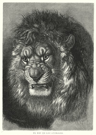 Oroszlán: az állatok királya (litho) alkotó: German School