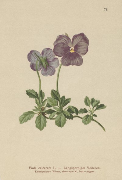 Hosszú sarkantyús Violet alkotó: German School