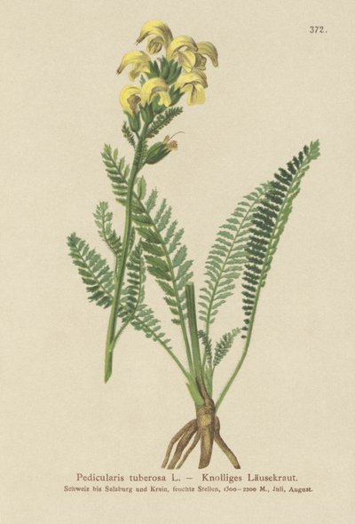 Hosszúcsőrű sárgatetű (Pedicularis tuberosa) alkotó: German School