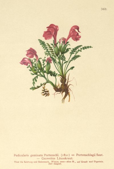 Tetű (Pedicularis geminata, Pedicularis Portenschlagii, Pedicularis pumila) alkotó: German School