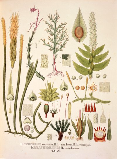 Lycopodium és Brachymenium, XX. táblázat a „Plantarum Cryptogamicarum Brasiliensiumból”, Johann Baptist Von Spix és Carl Friedrich Von Martius alkotó: German School