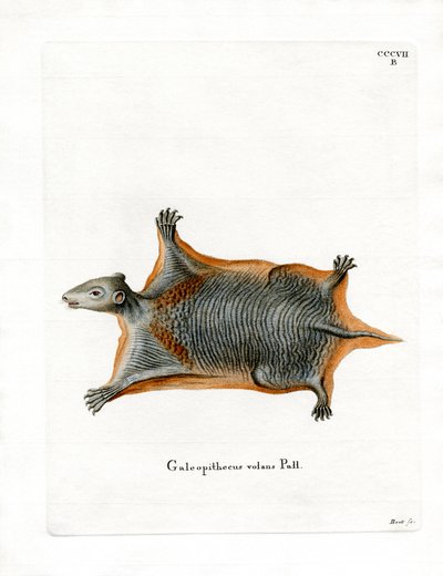 Malayan Flying Lemur (színes metszet) alkotó: German School