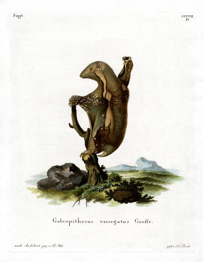 Malayan Flying Lemur (színes metszet) alkotó: German School